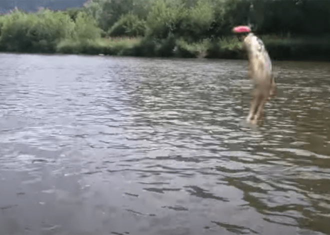 La pêche du Goujon à la ligne flottante