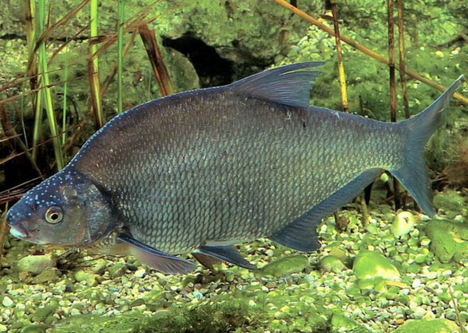 La pêche de la brème en posée