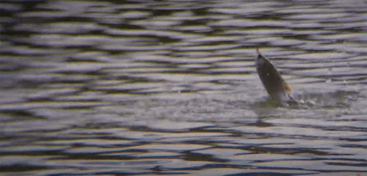 La pêche à la graine en rivière