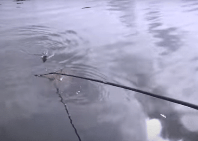 La pêche du gardons faciles a fond