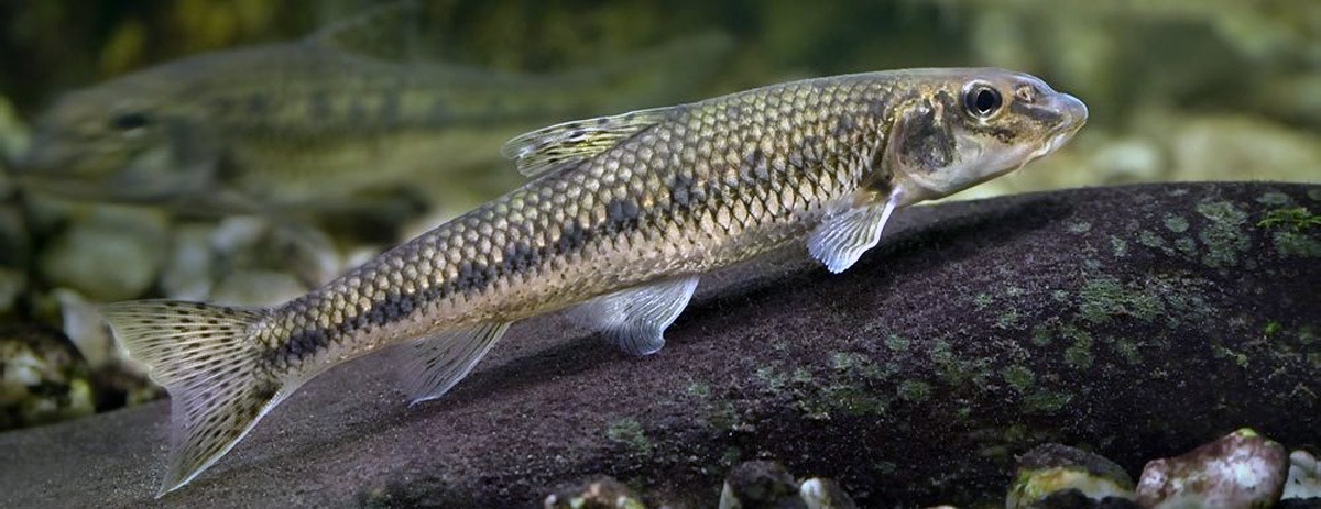 La pêche du goujon