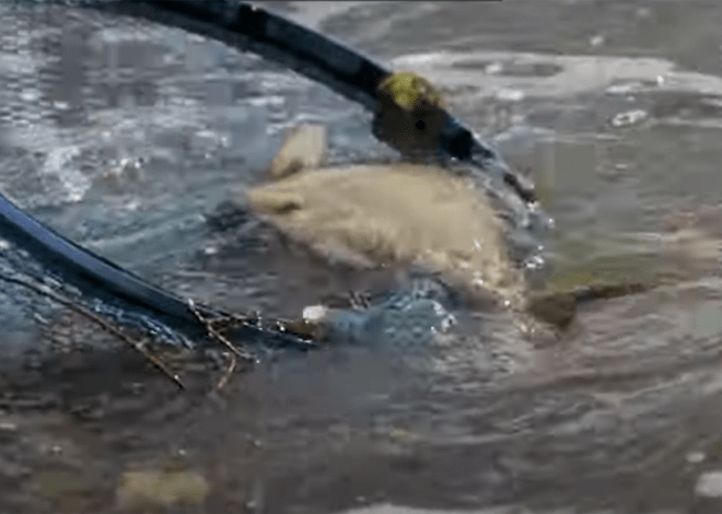 La brèmes pêche en rivière a fond