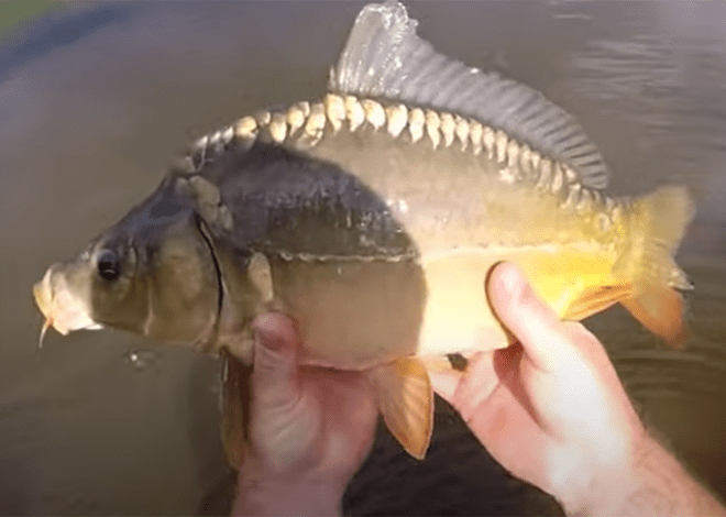 La pêche de la carpe printanière