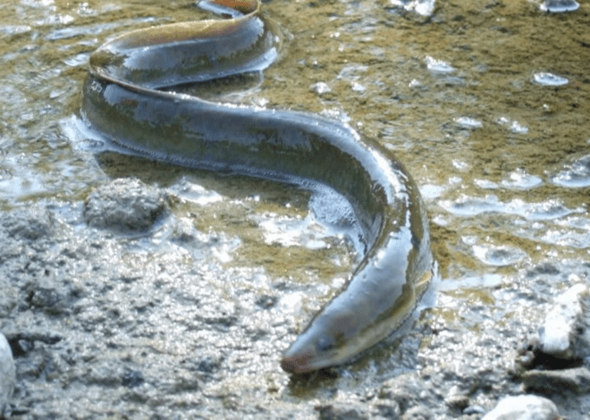 La pêche de l’anguille