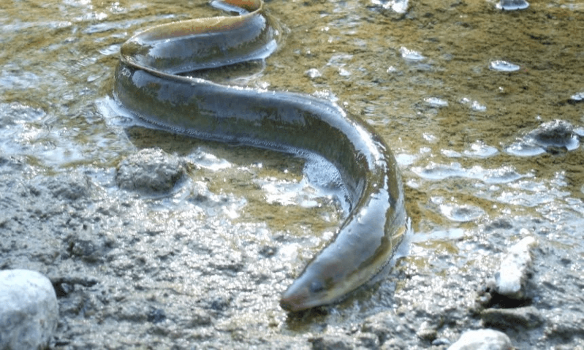 La pêche de l’anguille