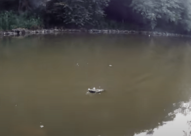 la pêche du barbeau en plombée