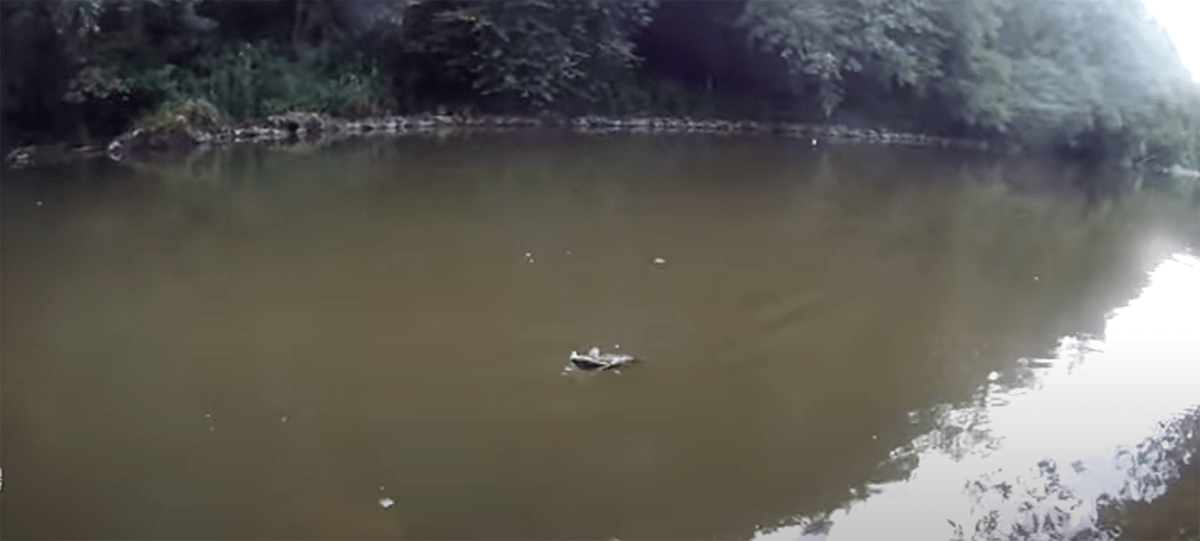 la pêche du barbeau en plombée