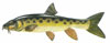 Description des poissons carnassiers barbeau