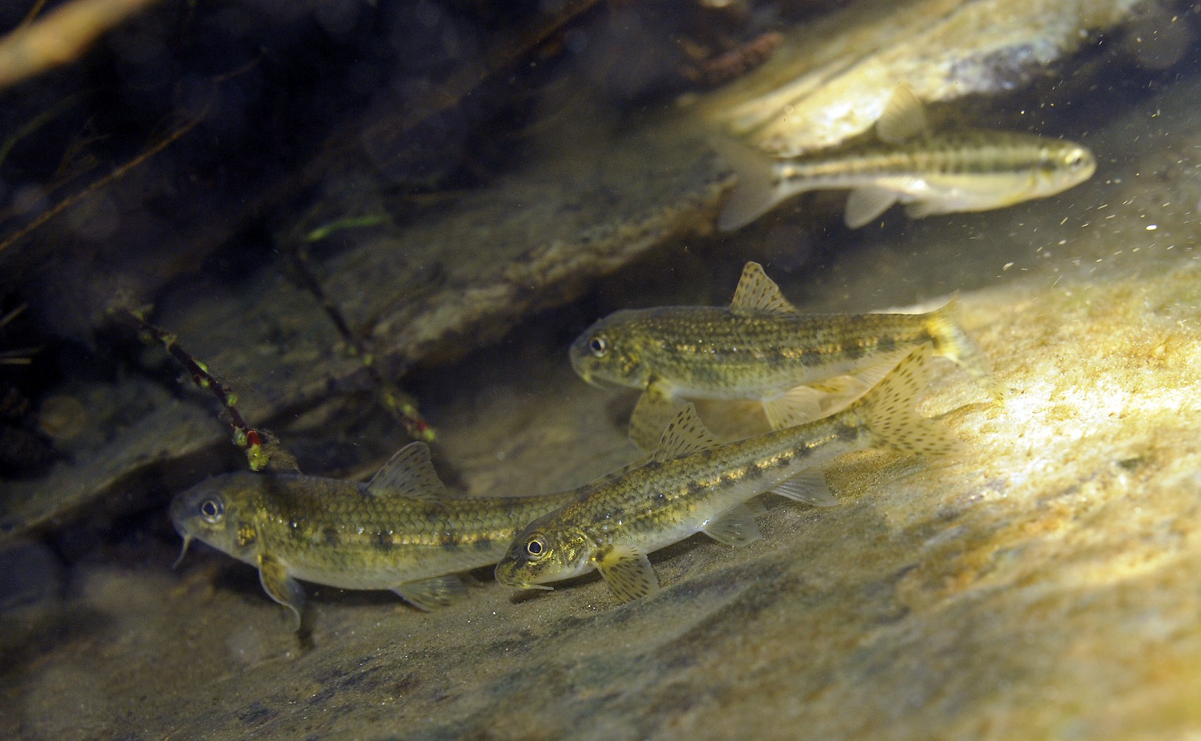 Les poissons blancs