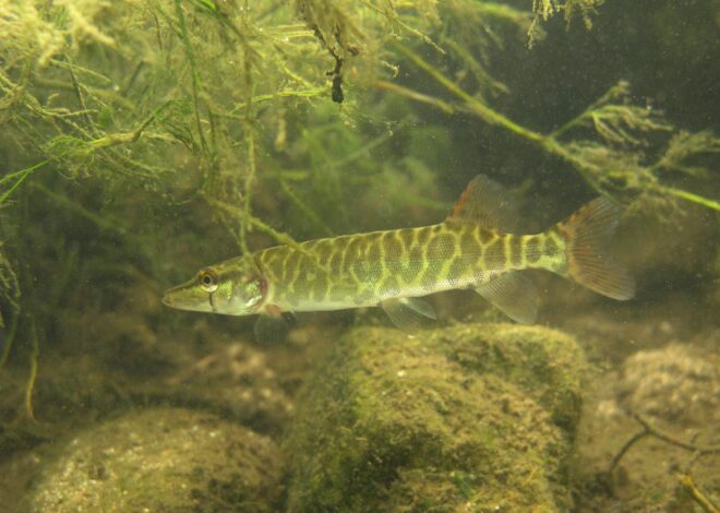 Description des poissons carnassiers