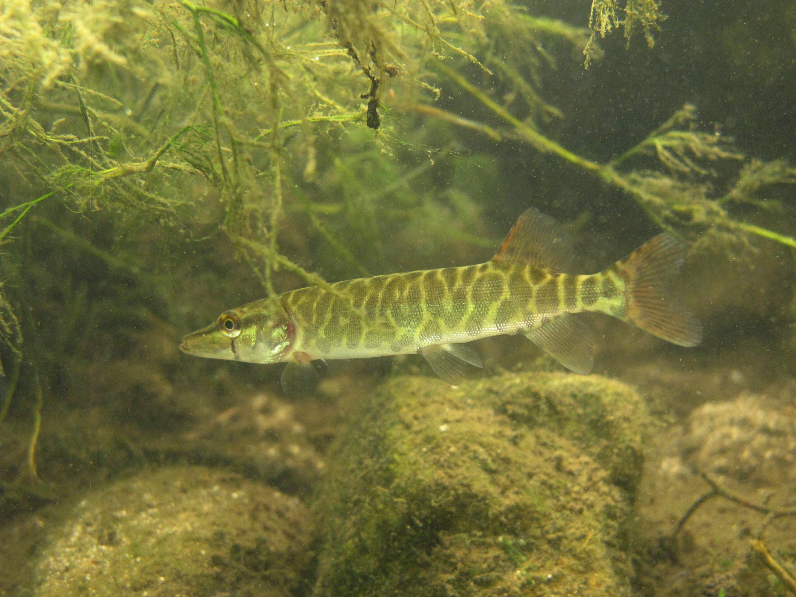 Description des poissons carnassiers