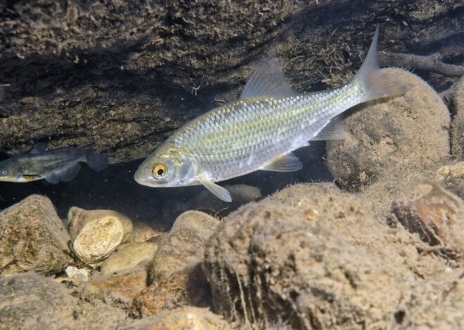 Les poissons le gardon