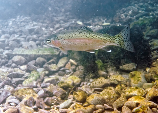 Description des poissons les Salmonidés