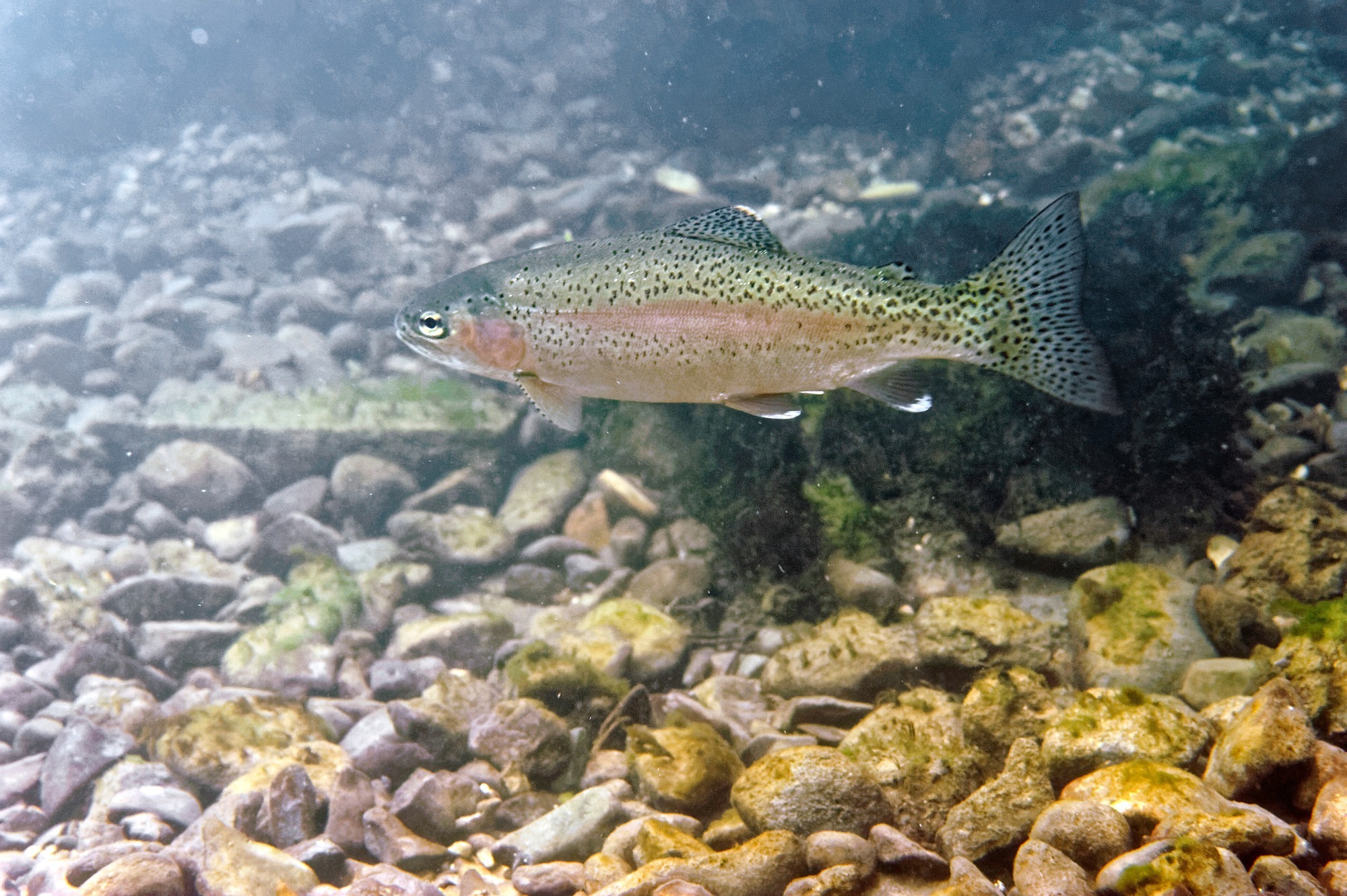 Description des poissons les Salmonidés